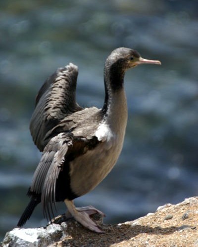 Cormorán moteado Phalacrocorax punctatus Picture Bird