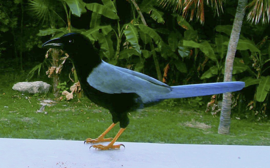 Yucat Nblaurabe Cyanocorax Yucatanicus Picture Bird