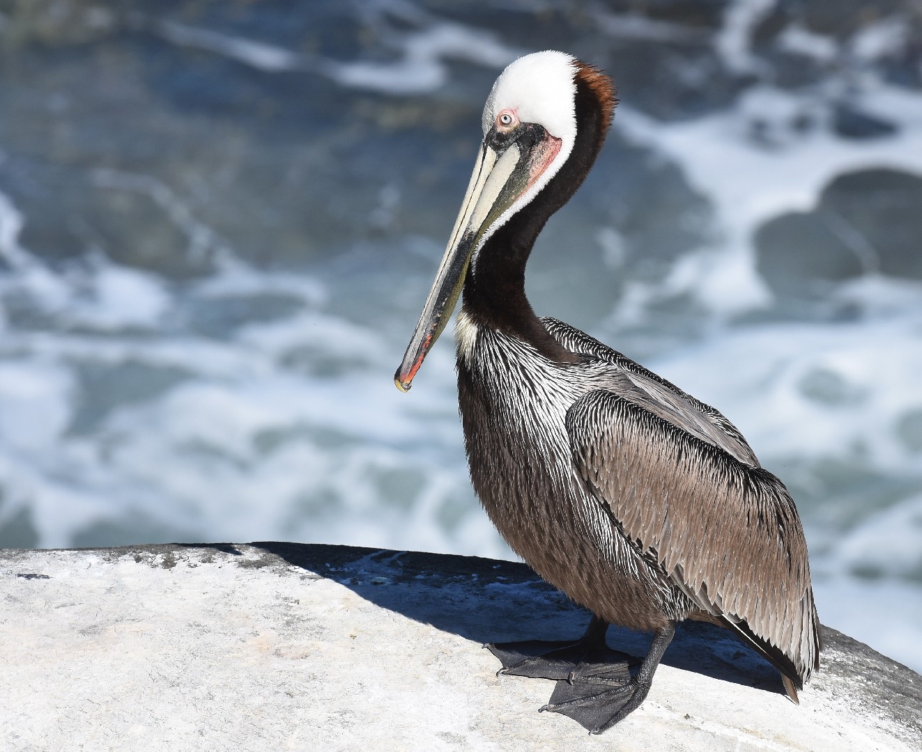 Pelecanus Occidentalis Picture Bird