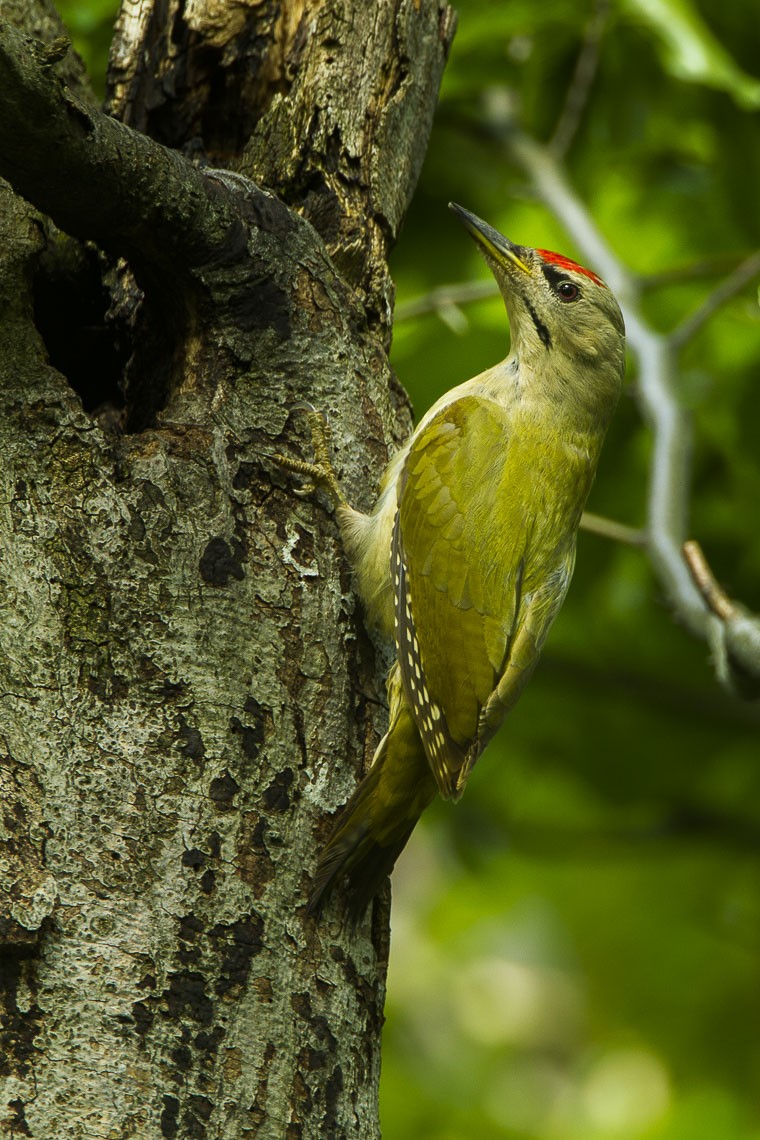 ヤマゲラ Picus canus Picture Bird