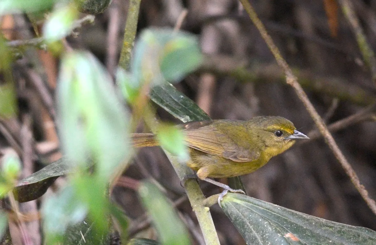 Hemispingo Oleaginoso — imagen 4
