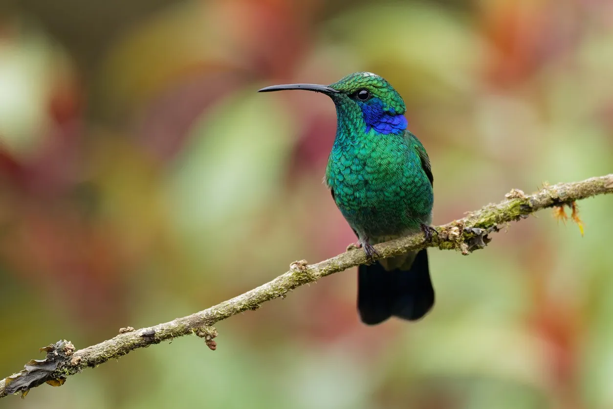 Orejivioleta Verde — imagen 4