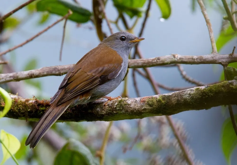 Solitario Andino — imagen 3