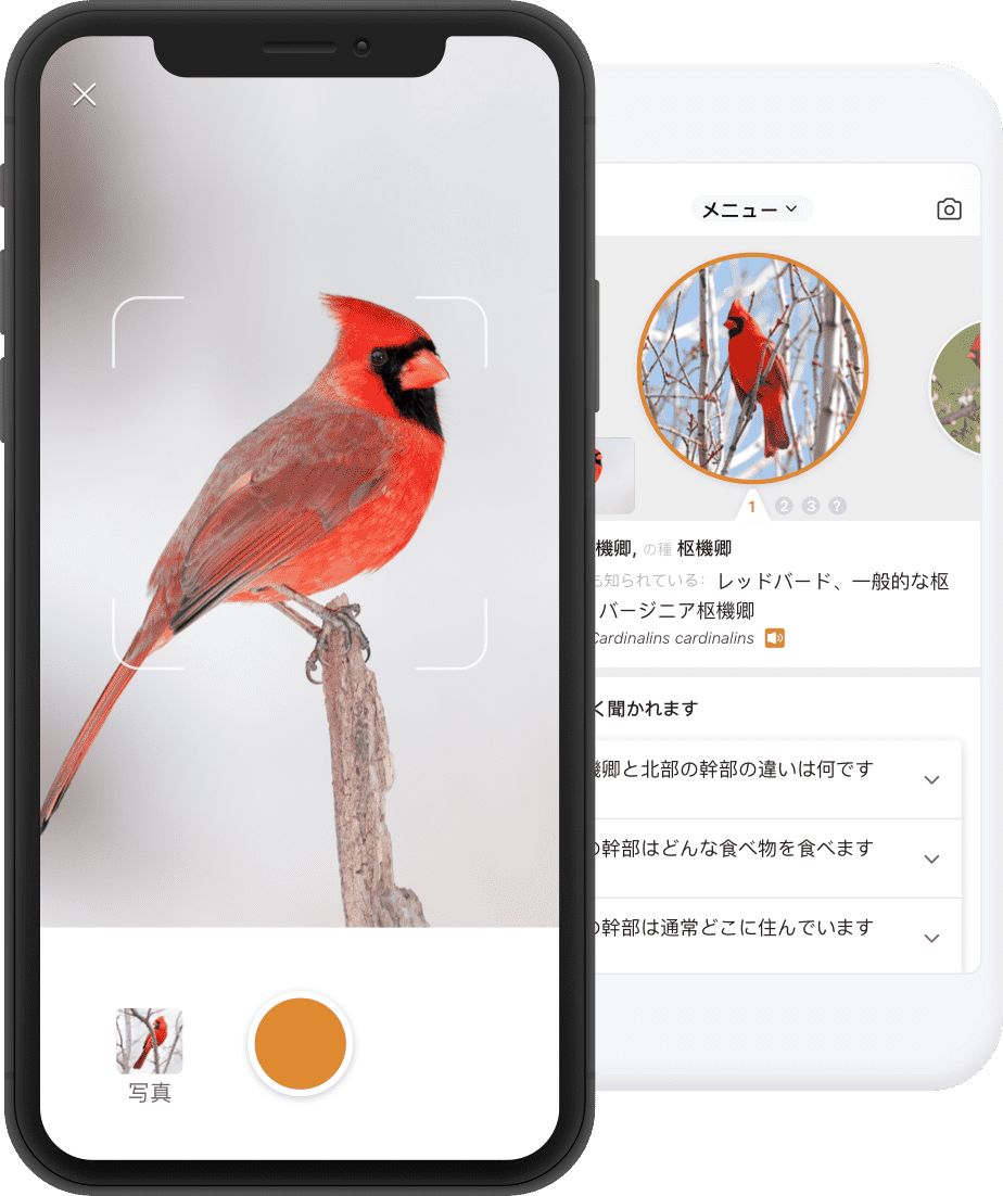picture-bird-ai-picture-bird-app