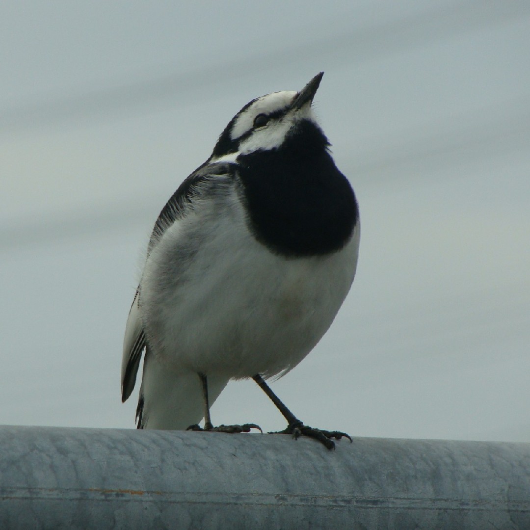 セキレイ属 Motacilla Picture Bird