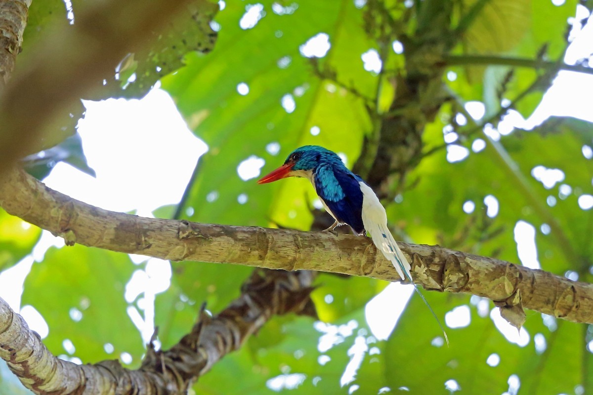 Biak paradise kingfisher (Tanysiptera riedelii) - Picture Bird