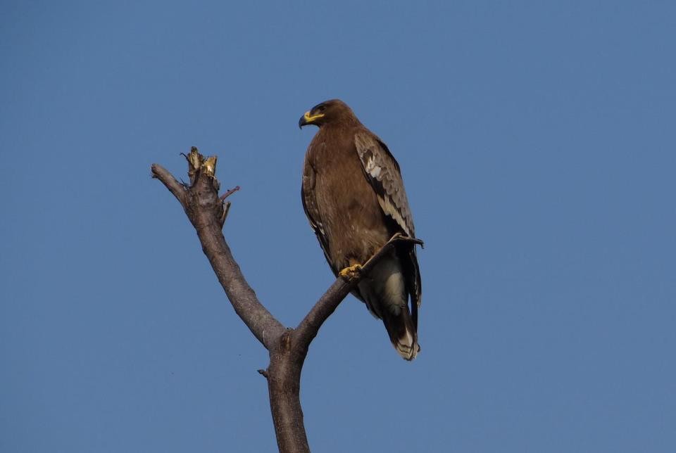 Águila esteparia (Aquila nipalensis) - Picture Bird