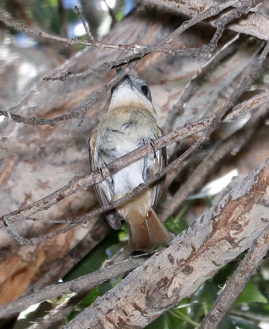Pachyramphus (Pachyramphus) Picture Bird