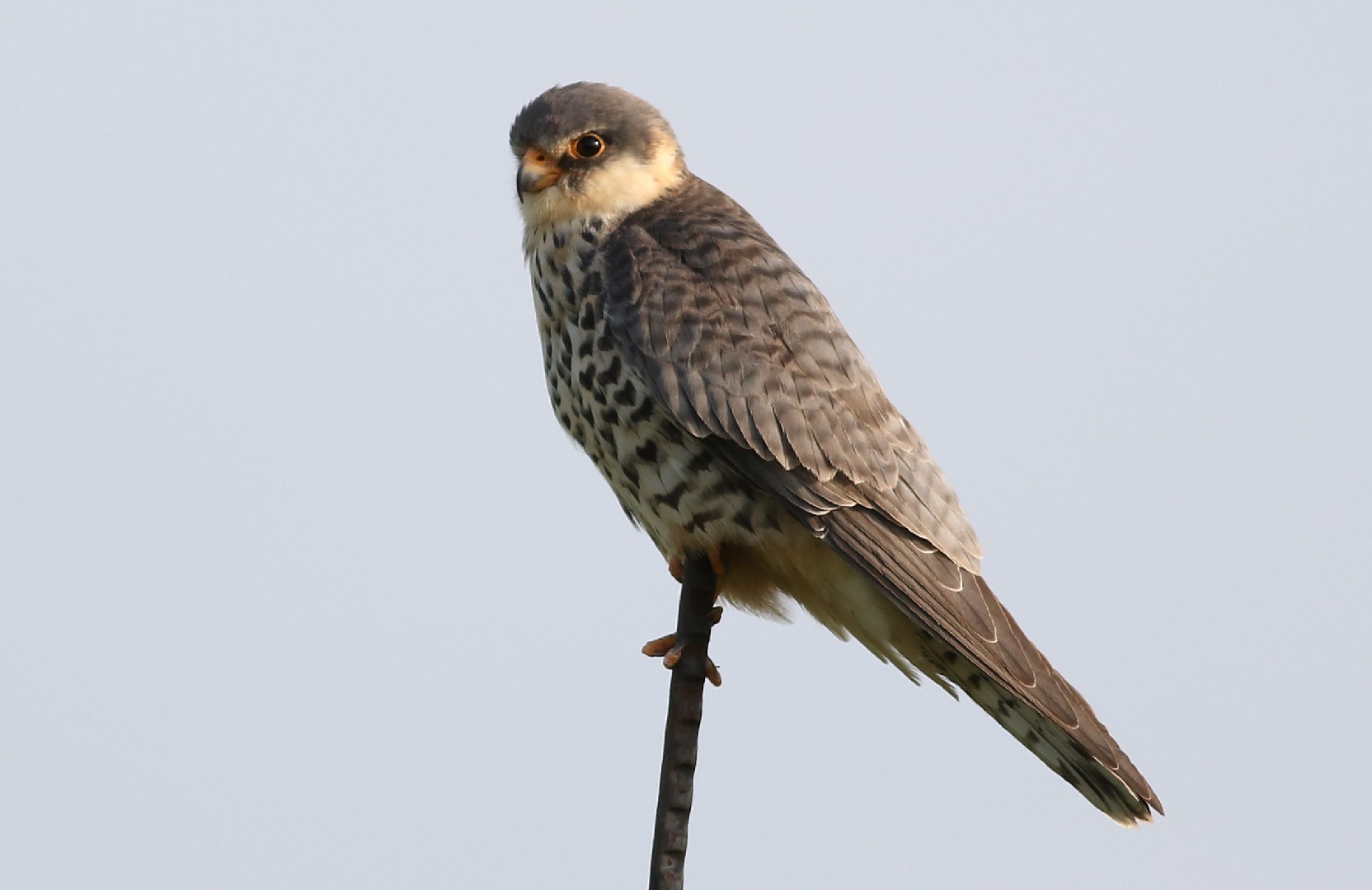 Amurfalke (Falco amurensis) Picture Bird