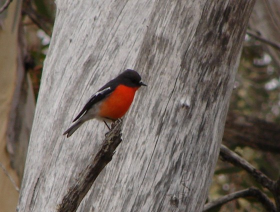 サンショクヒタキ属 (Petroica) Picture Bird