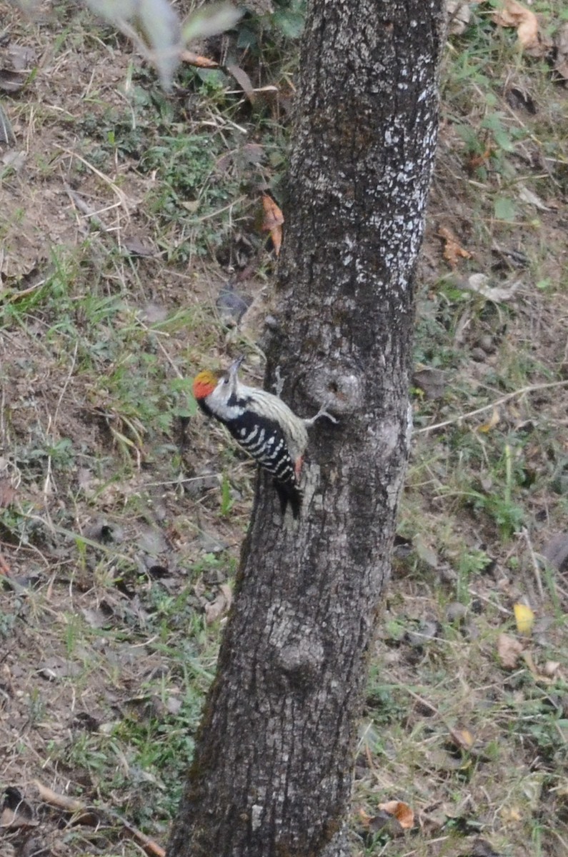 Brown-fronted Woodpecker