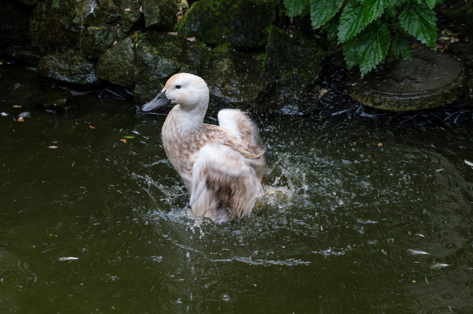 Anas platyrhynchos domesticus 'Abacot Ranger' (Anas platyrhynchos domesticus 'Abacot Ranger')