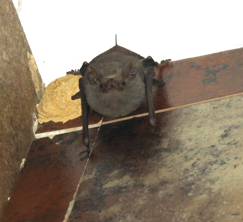 Murciélago gris de saco (Balantiopteryx plicata)