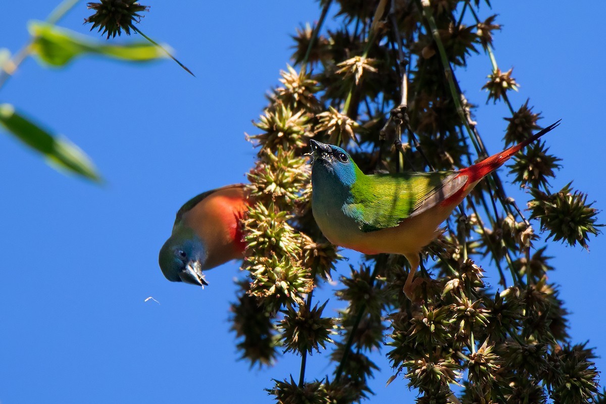 Lauchgrüne Papageiamadine (Erythrura prasina)