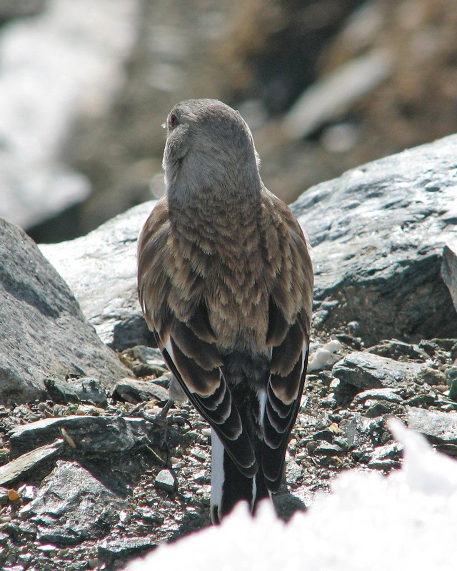 白斑翅雪雀 (Montifringilla nivalis)