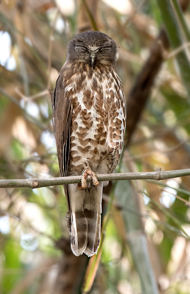 Asian and Australasian Hawk-owls and Boobooks (Ninox)