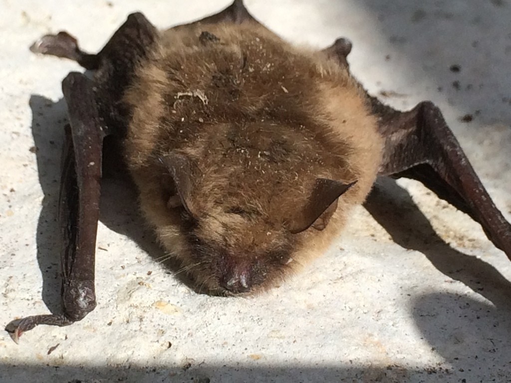 Пещерная ночница (Myotis velifer)