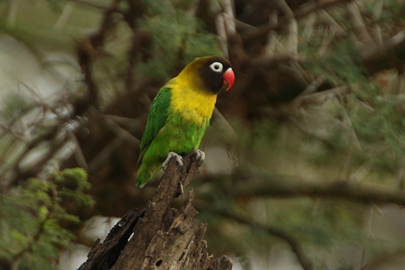 노란목모란앵무 (Agapornis personatus)