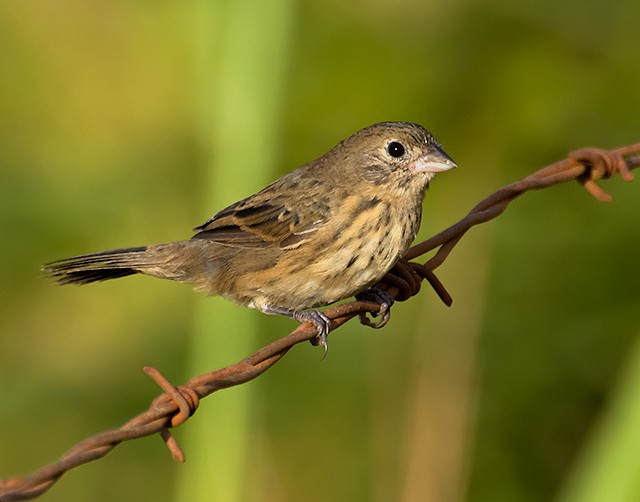 シコンヒワ (Volatinia jacarina)