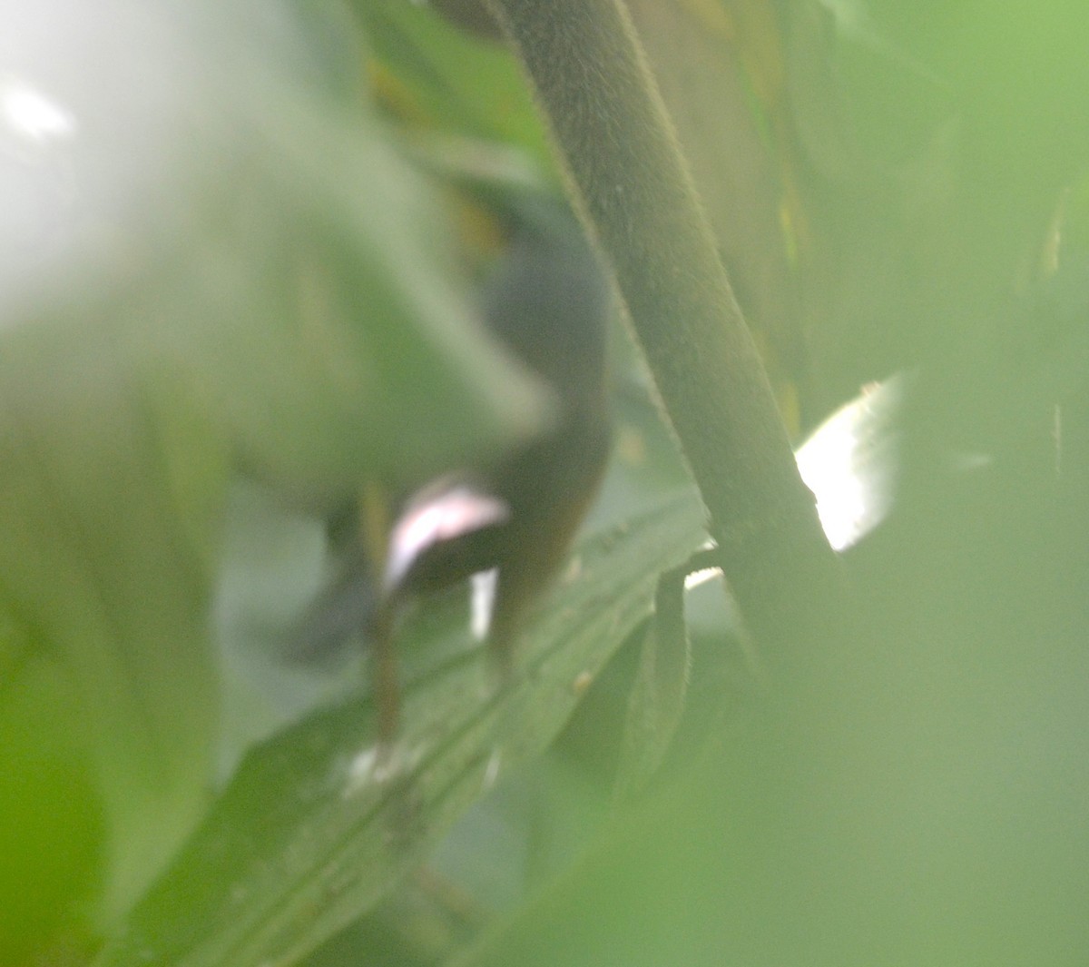 Dreibinden-Ameisenvogel (Myrmelastes leucostigma)