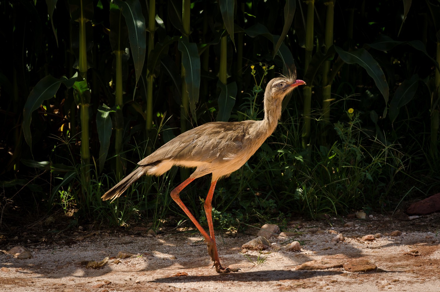 紅腿叫鶴 (Cariama cristata)