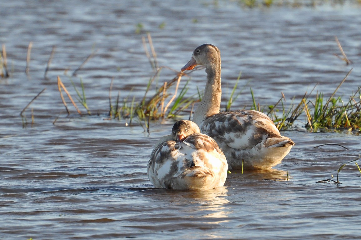 Cisne coscoroba (Coscoroba coscoroba)