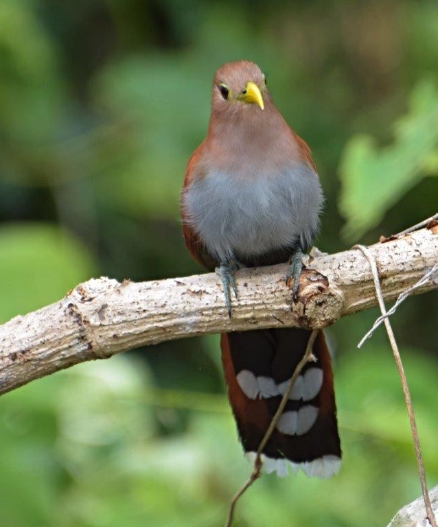 Squirrel and Black-bellied Cuckoos (Piaya)