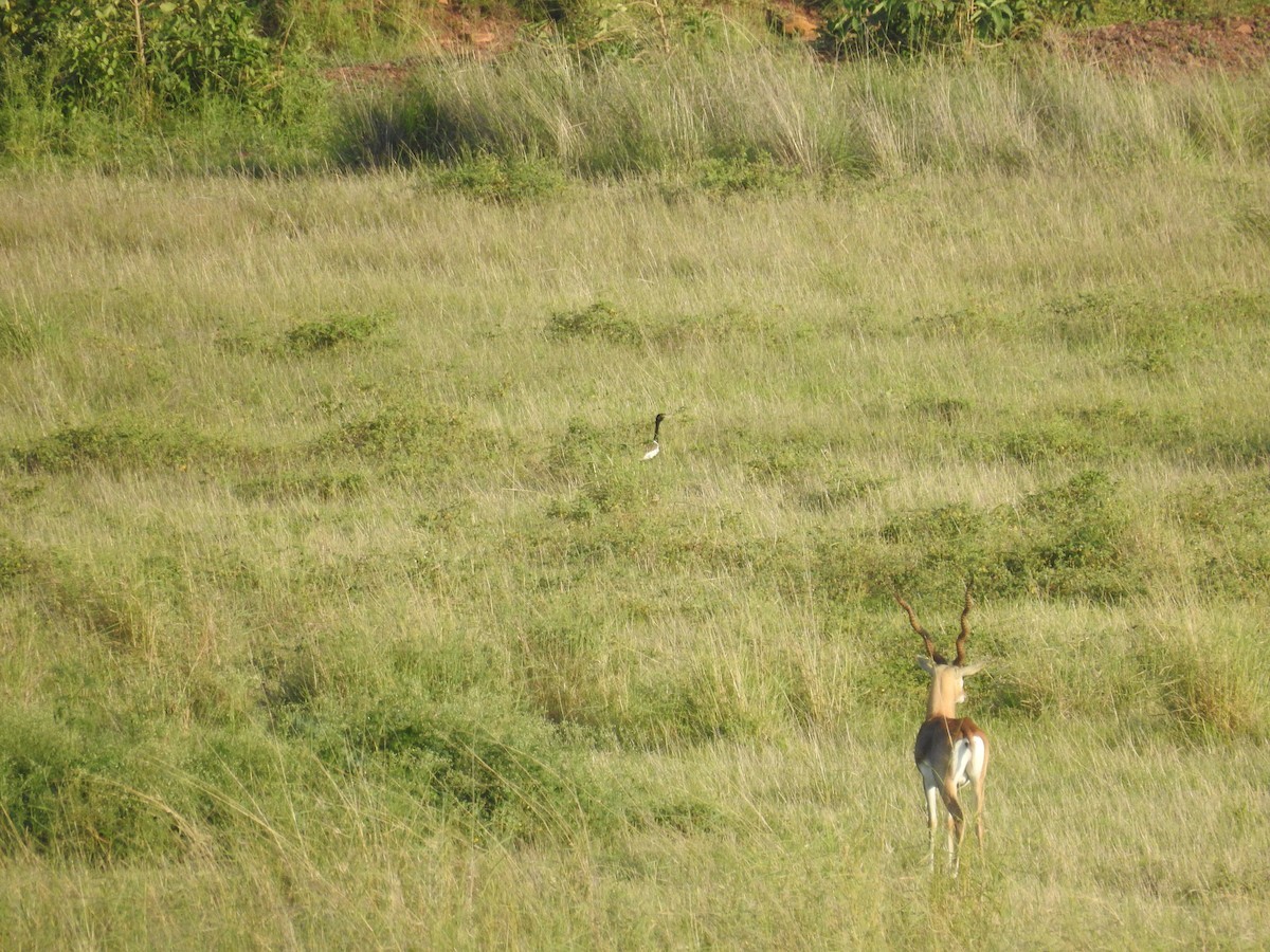 姬鴇 (Sypheotides indicus)