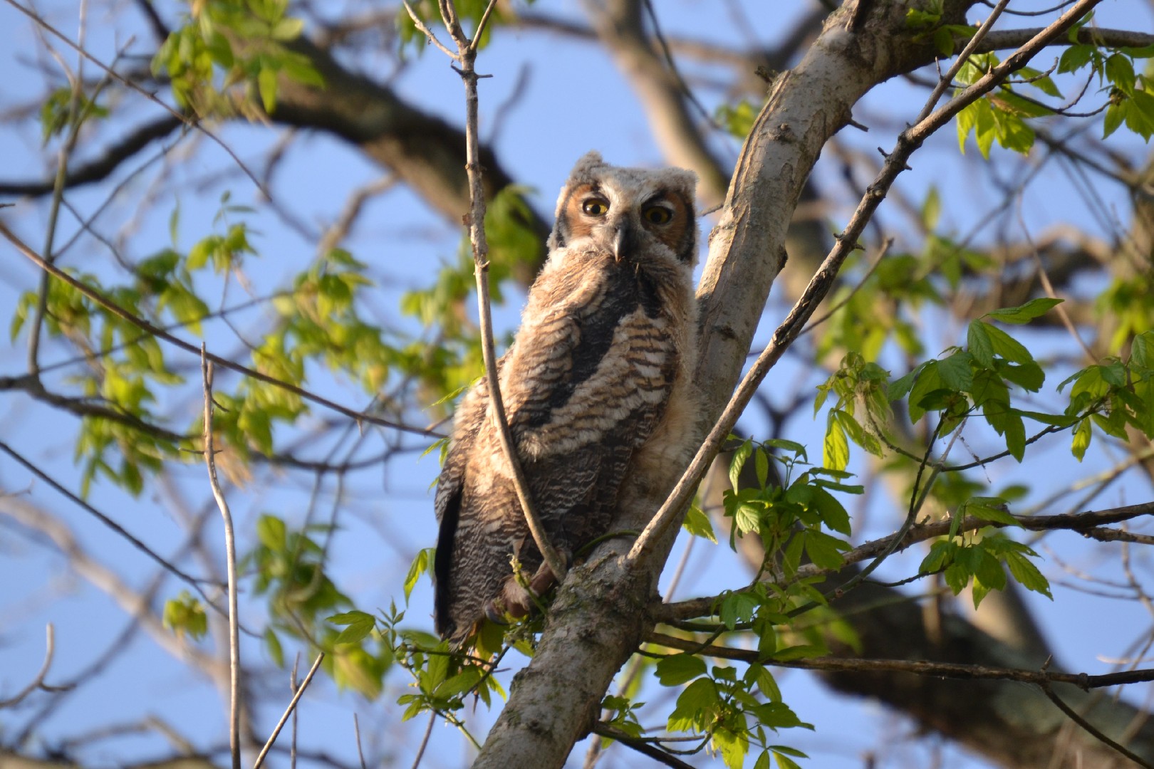 アメリカワシミミズク (Bubo virginianus virginianus)