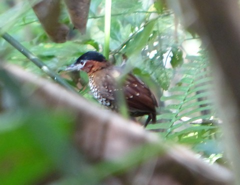 Conopophagid Antpittas (Pittasoma)