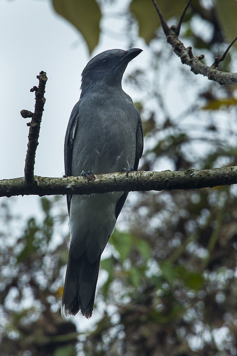 Grote Rupsvogel (Coracina macei)