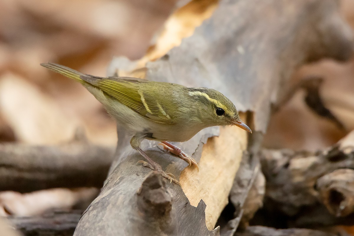 Mosquitero de Claudia (Phylloscopus claudiae)