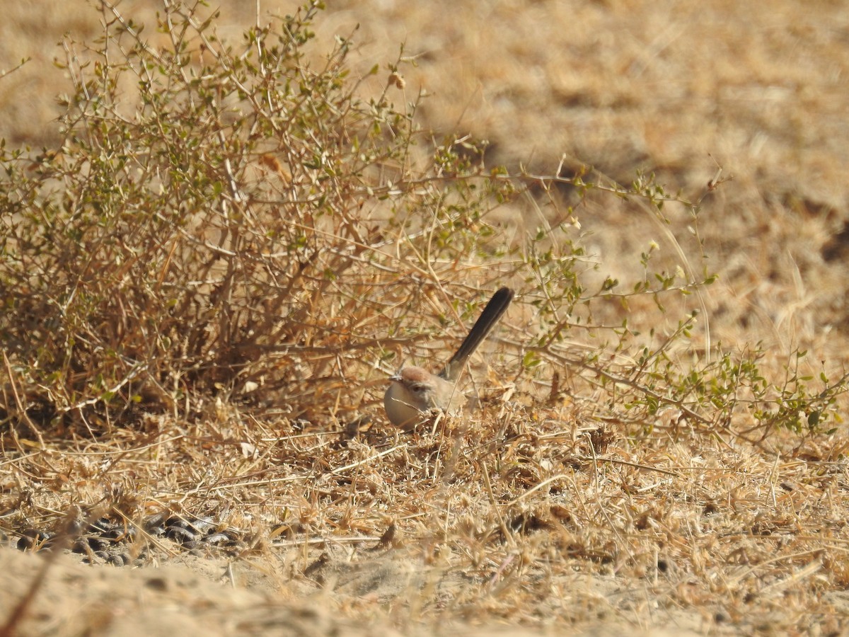 Rufous-fronted Prinia (Prinia buchanani)