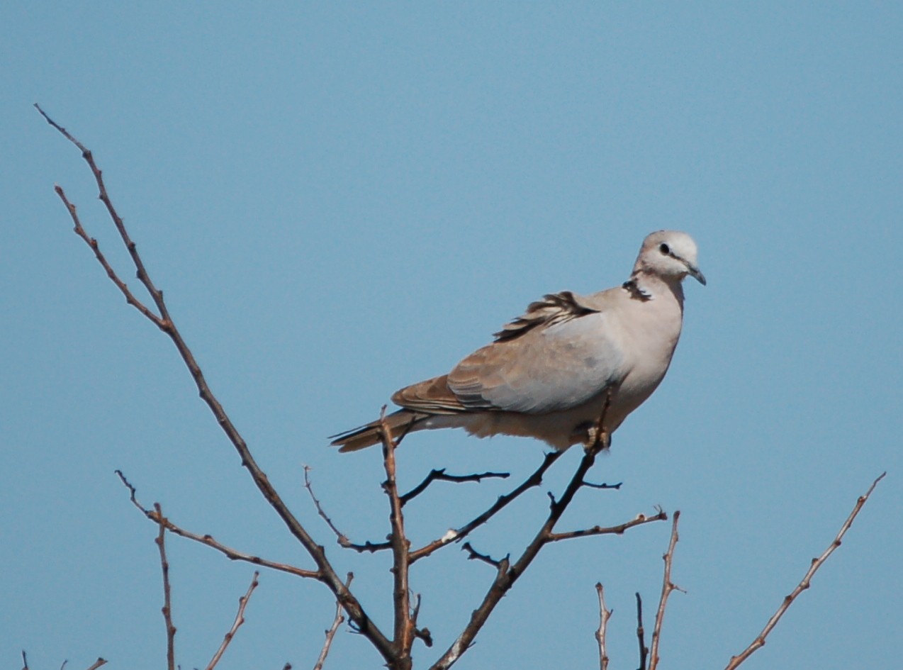 Tourterelle du Cap (Streptopelia capicola)