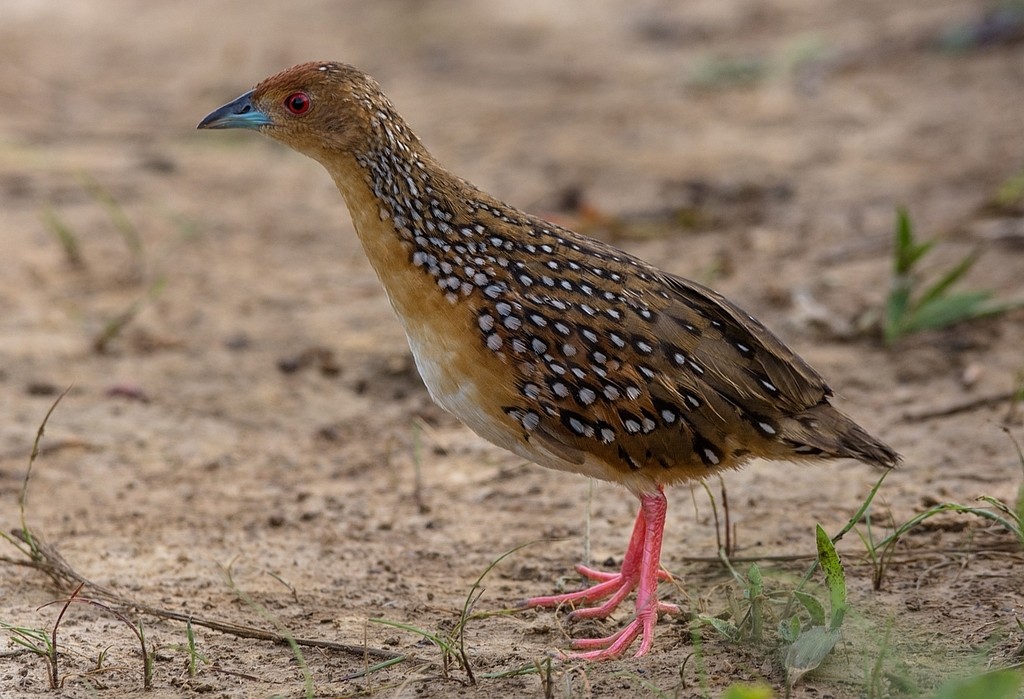 Ocellated Crake (Micropygia)