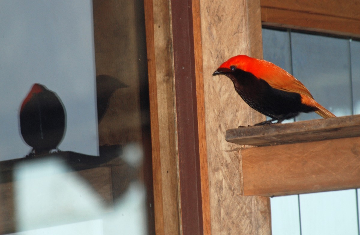 Crested Satinbird (Cnemophilus macgregorii)