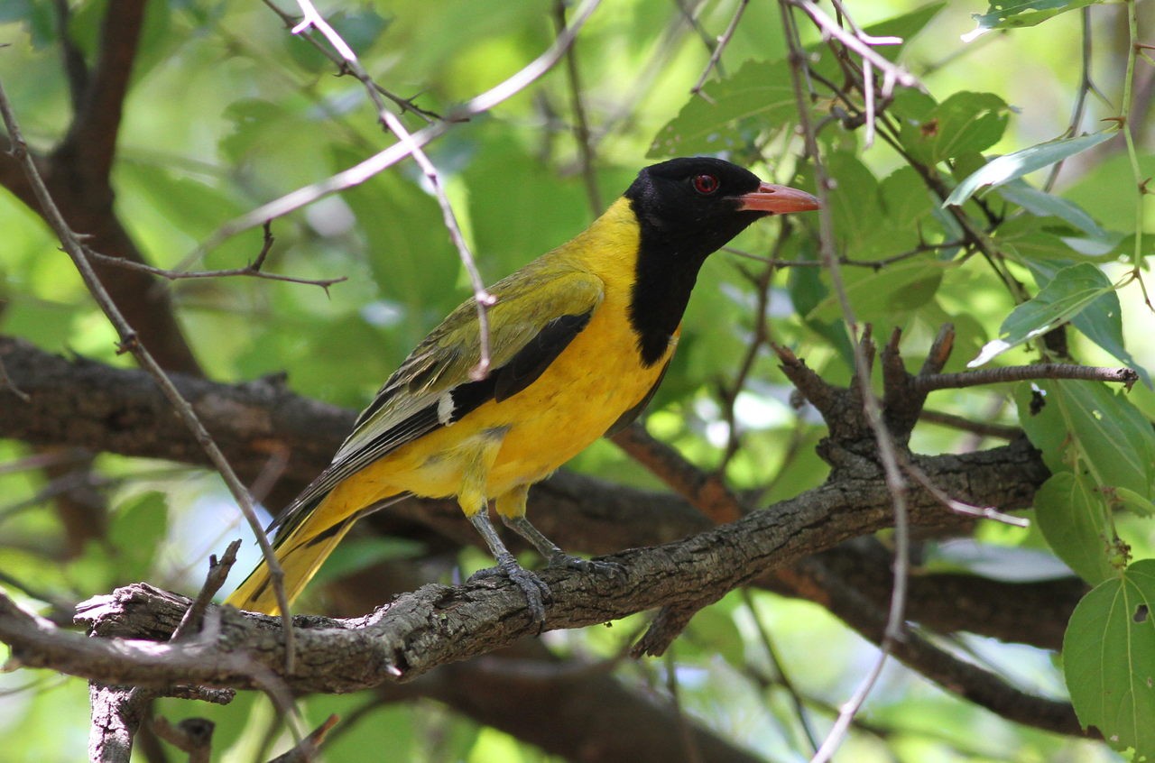 Old world orioles (Oriolus)