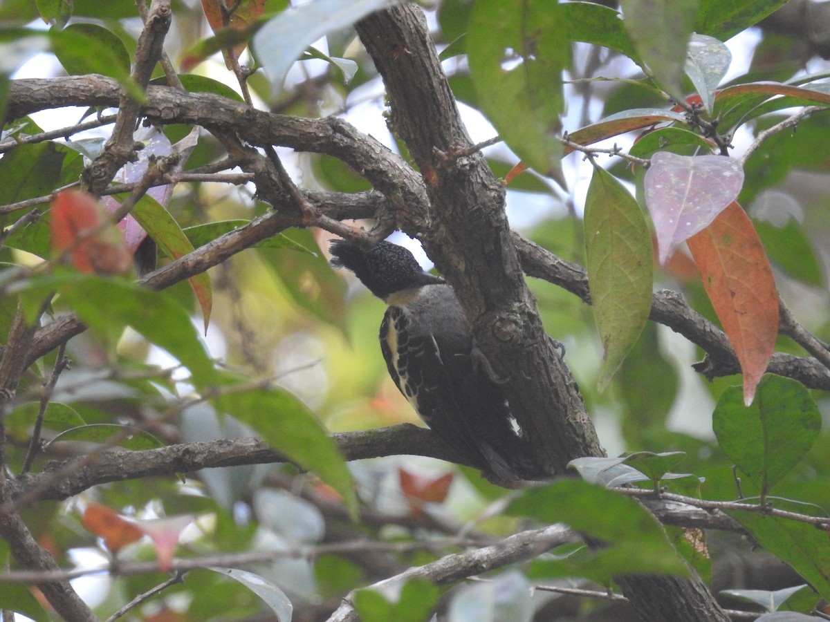 Large-crested Woodpeckers (Hemicircus)