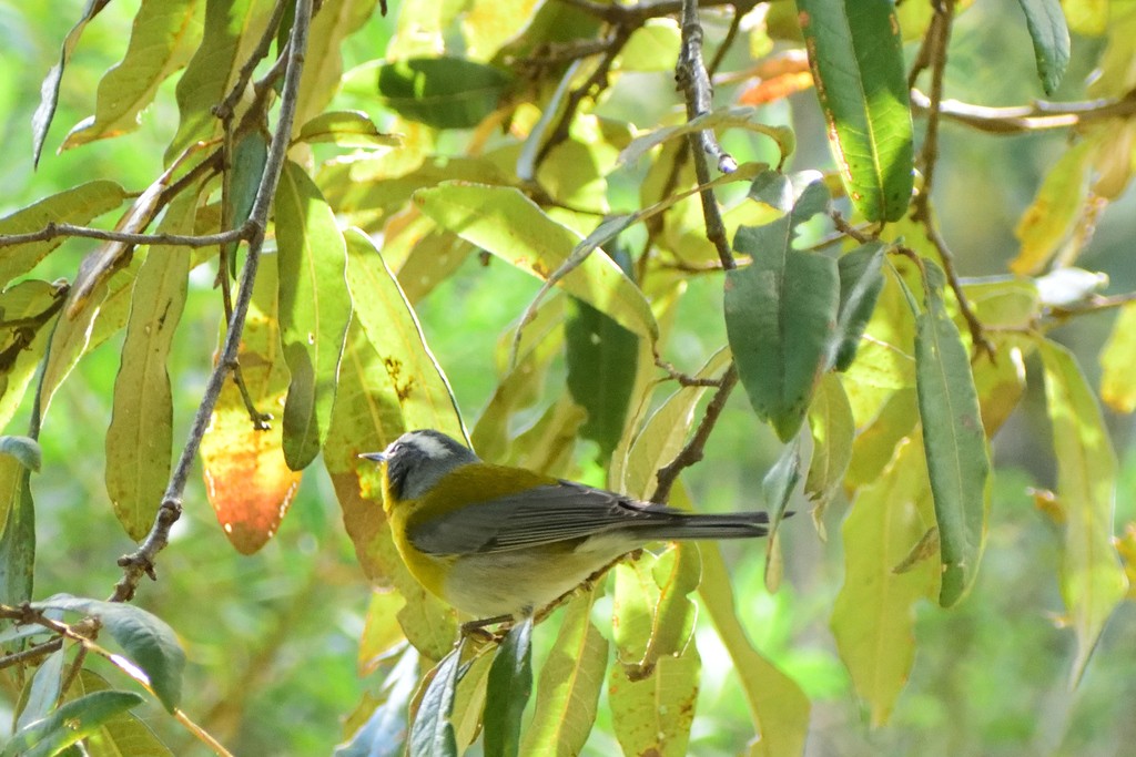 Crescent-chested Warbler (Oreothlypis superciliosa)