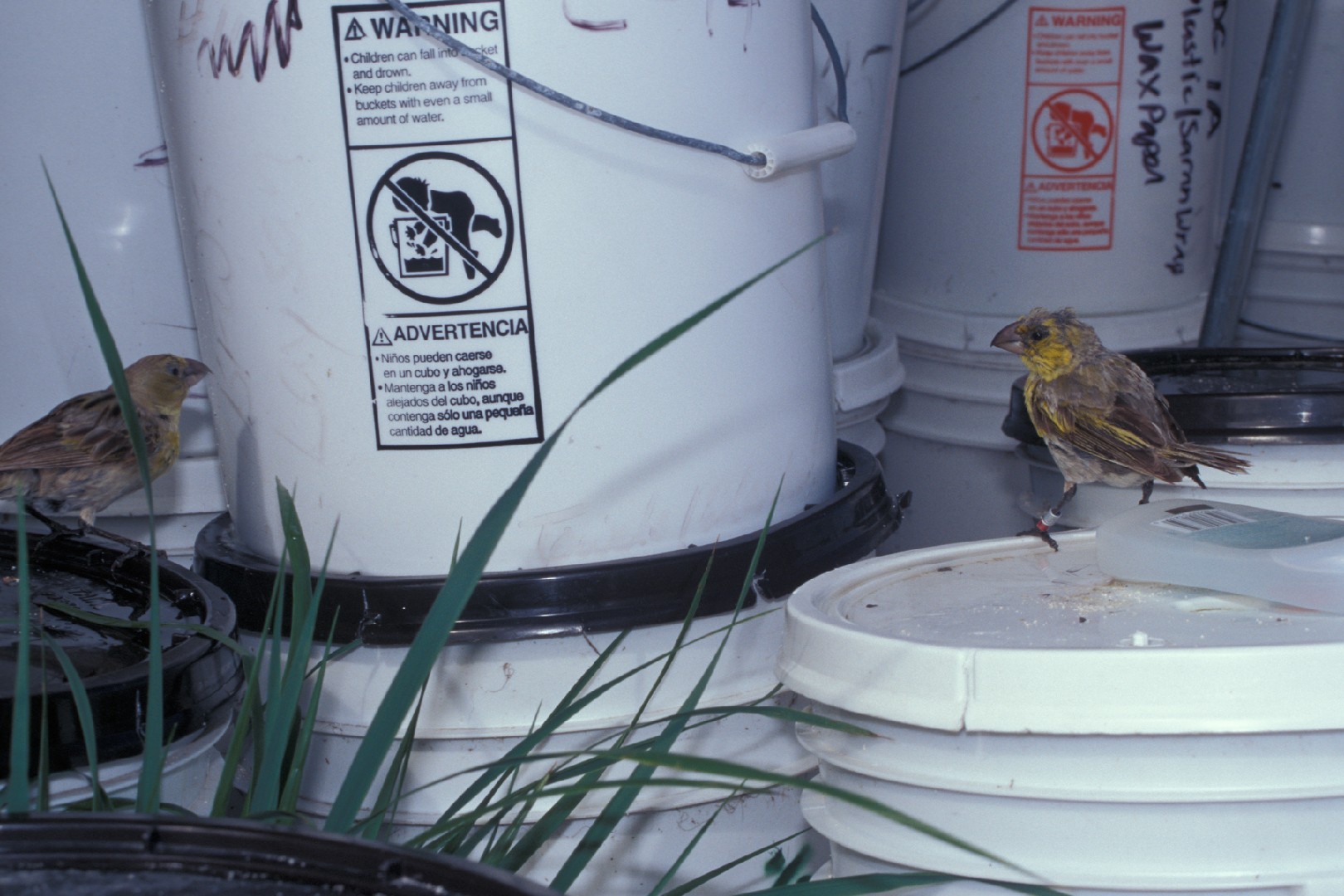 Hawaiian finches (Telespiza)