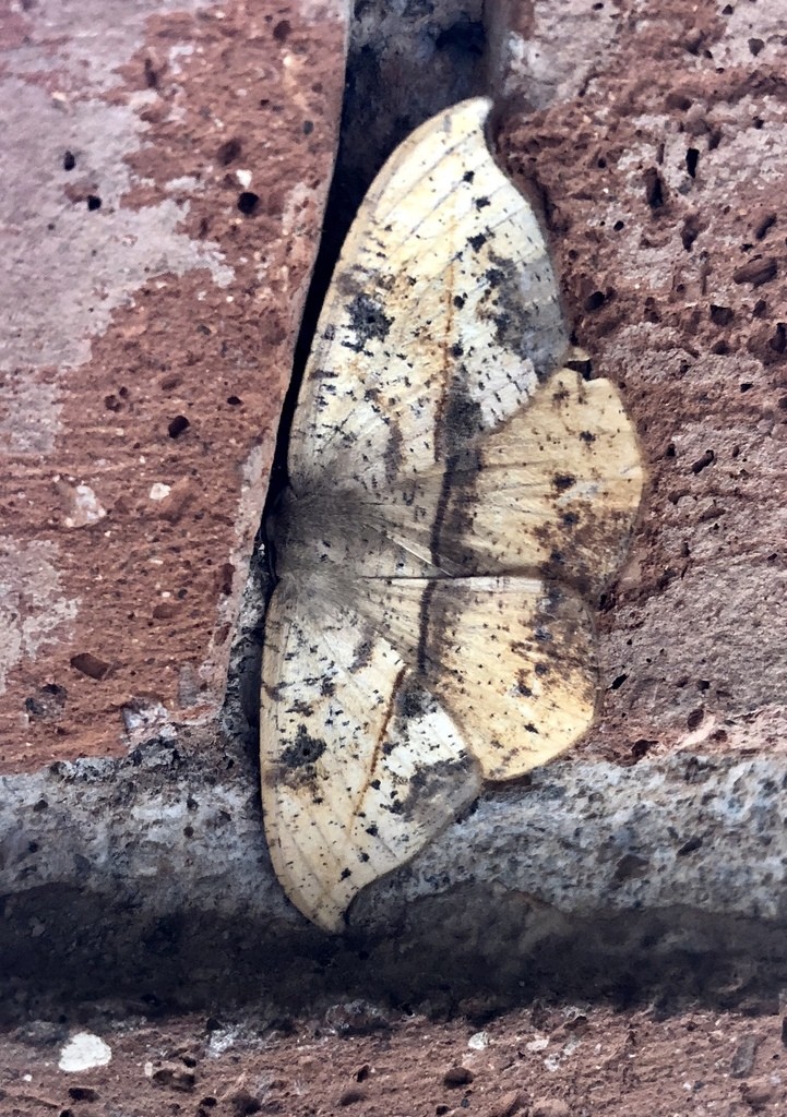 الفراشات والعث (Lepidoptera)