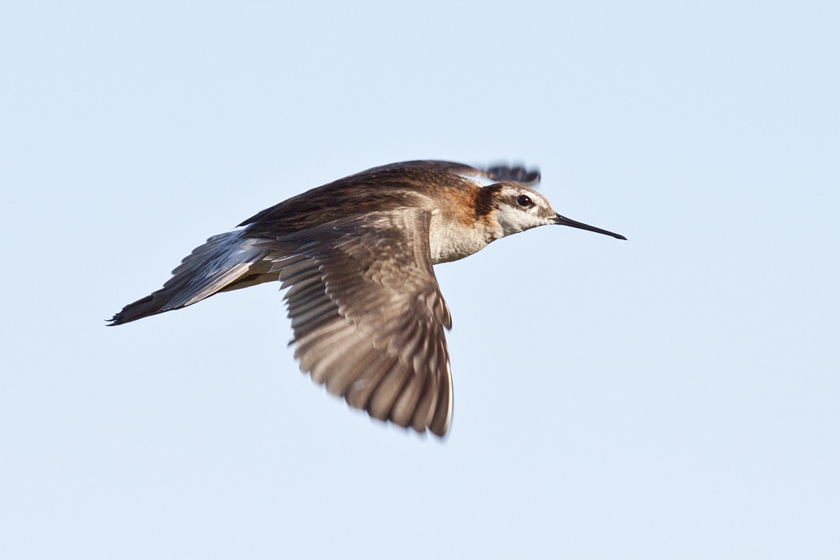 Phalarope de Wilson (Phalaropus tricolor)