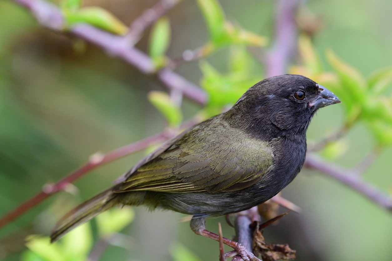 キゴロモコメワリ (Loxipasser anoxanthus)