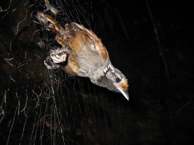 シラボシモリチメドリ (Stachyris leucotis)