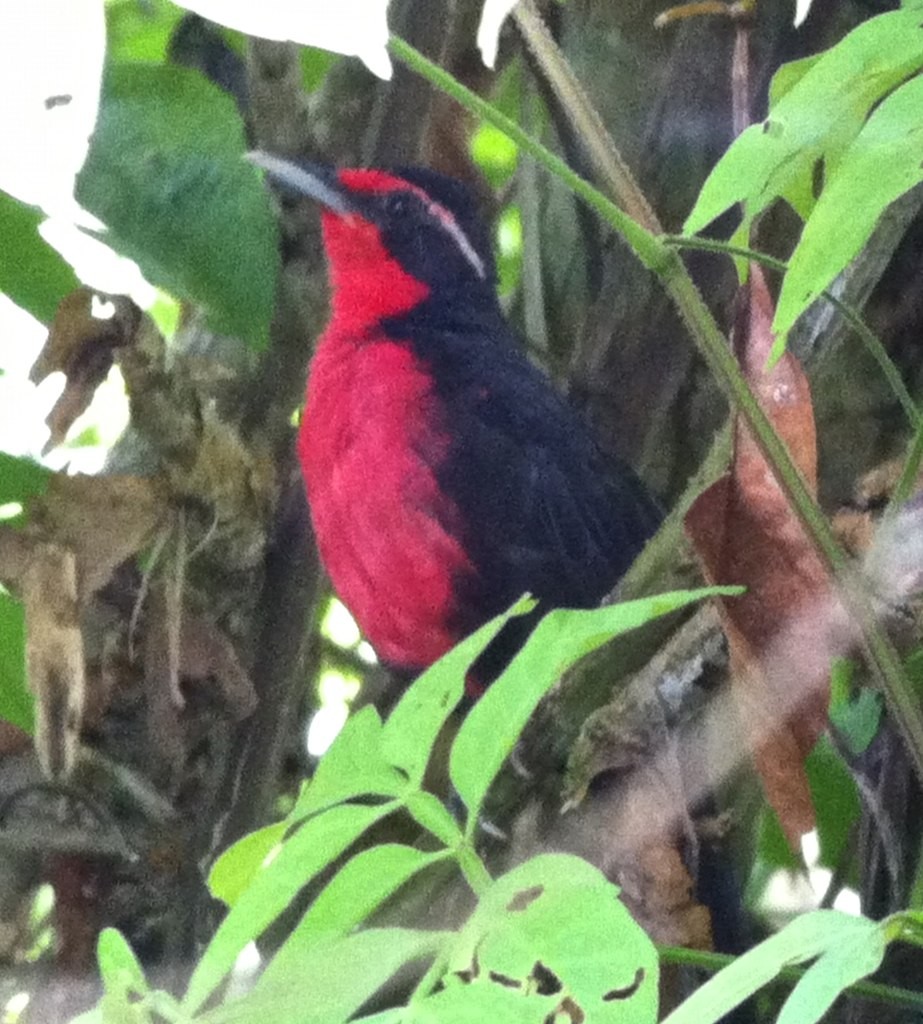 Tangara rosada (Rhodinocichla rosea)