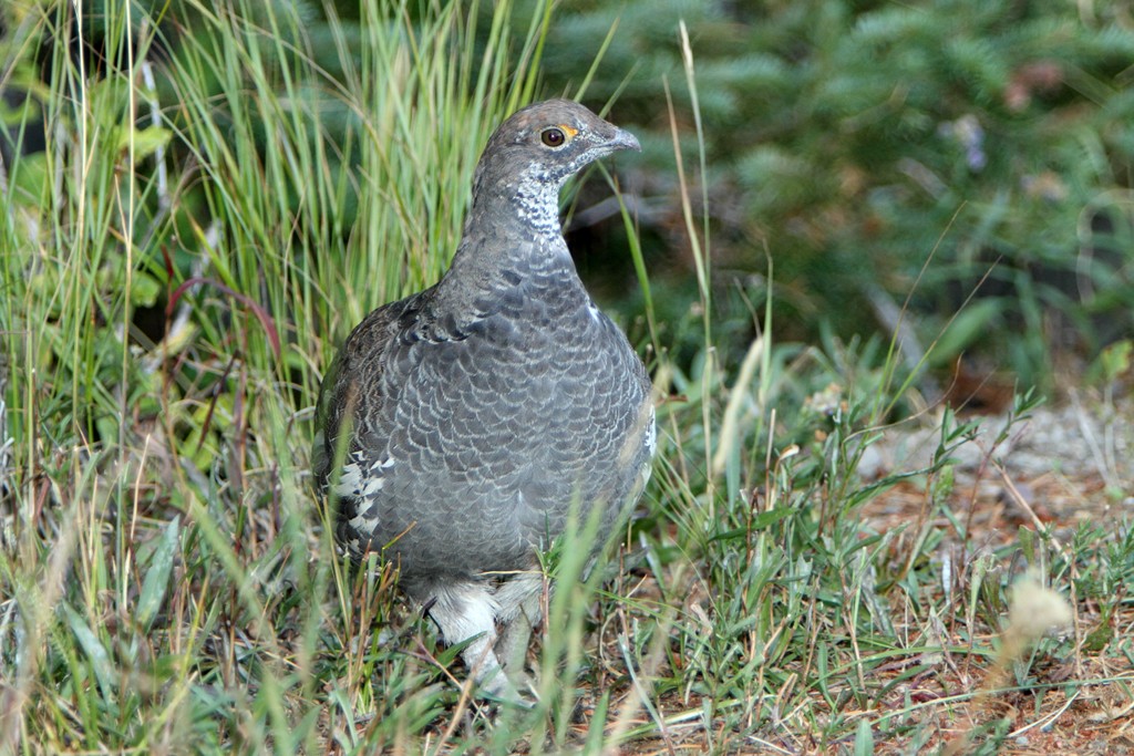 Tetraz-sombrio (Dendragapus obscurus)