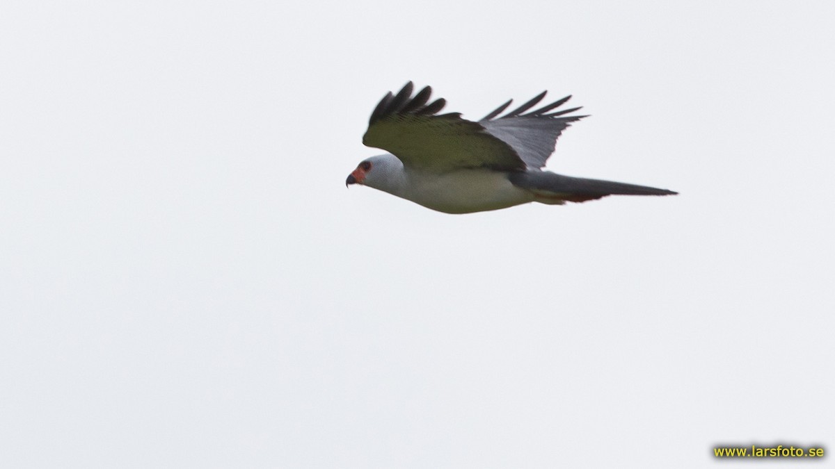 Astore testagrigia (Accipiter poliocephalus)