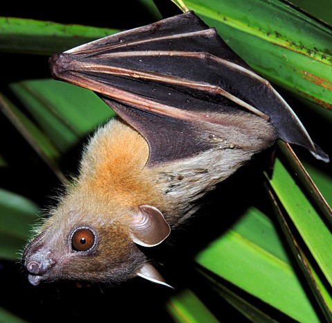 Short-nosed fruit bats (Cynopterus)