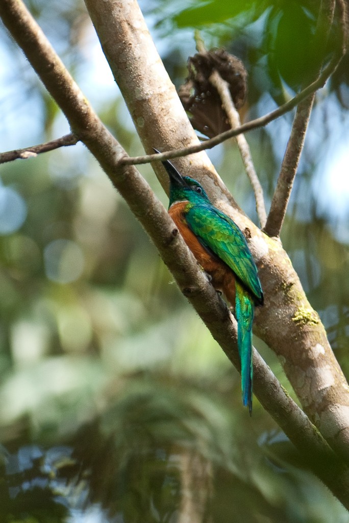 Great Jacamar (Jacamerops)