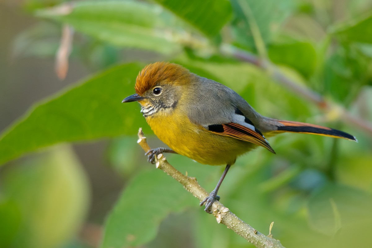 Asa-malhada-dourado (Actinodura strigula)